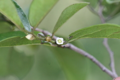 Diospyros chloroxylon